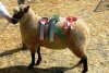 Clun Ram Lamb RWAS Reserve Champion